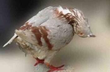 VIDEO | "Palomas zombies" registradas en Europa: Se le tuerce la cabeza y ya no pueden volar