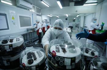 IFE Laboral: revisa cómo postular al bono por ingresar al mercado del trabajo