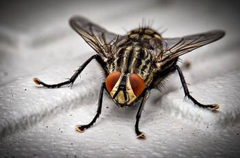 VIDEO | ¡Matamoscas 100% ecológico! Conoce esta llamativa herramienta para matar insectos