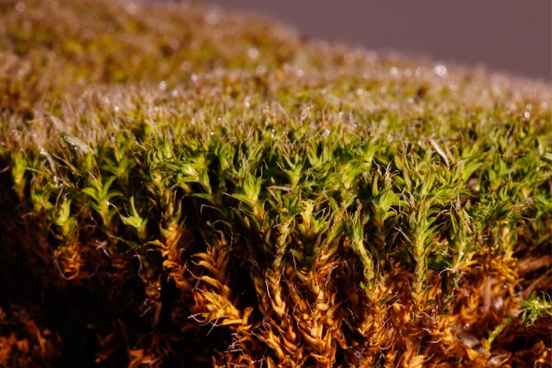 Este es el musgo que podría sobrevivir a la vida en el planeta Marte según los científicos.