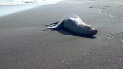 Situación de Chile frente a la enfermedad: ¿Qué es la Gripe Aviar?