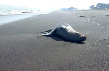 Situación de Chile frente a la enfermedad: ¿Qué es la Gripe Aviar?