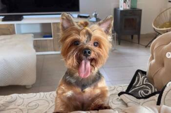 VIDEO | Perrita se hace viral por saber utilizar el celular y mirar TikToks por si sola