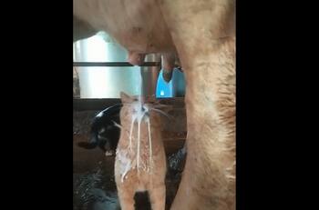 VIDEO | ¡100% natural!: Tiernos gatitos se viralizan por tomar leche directo de la ubre de una vaca