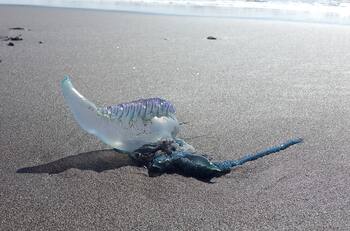 Fragata portuguesa: ¿Qué hacer ante una picadura de esta especie y qué síntomas genera?