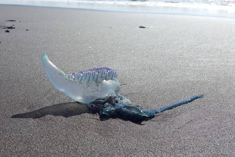 Conoce qué hacer ante una picadura de fragata portuguesa. Créditos: ATON.