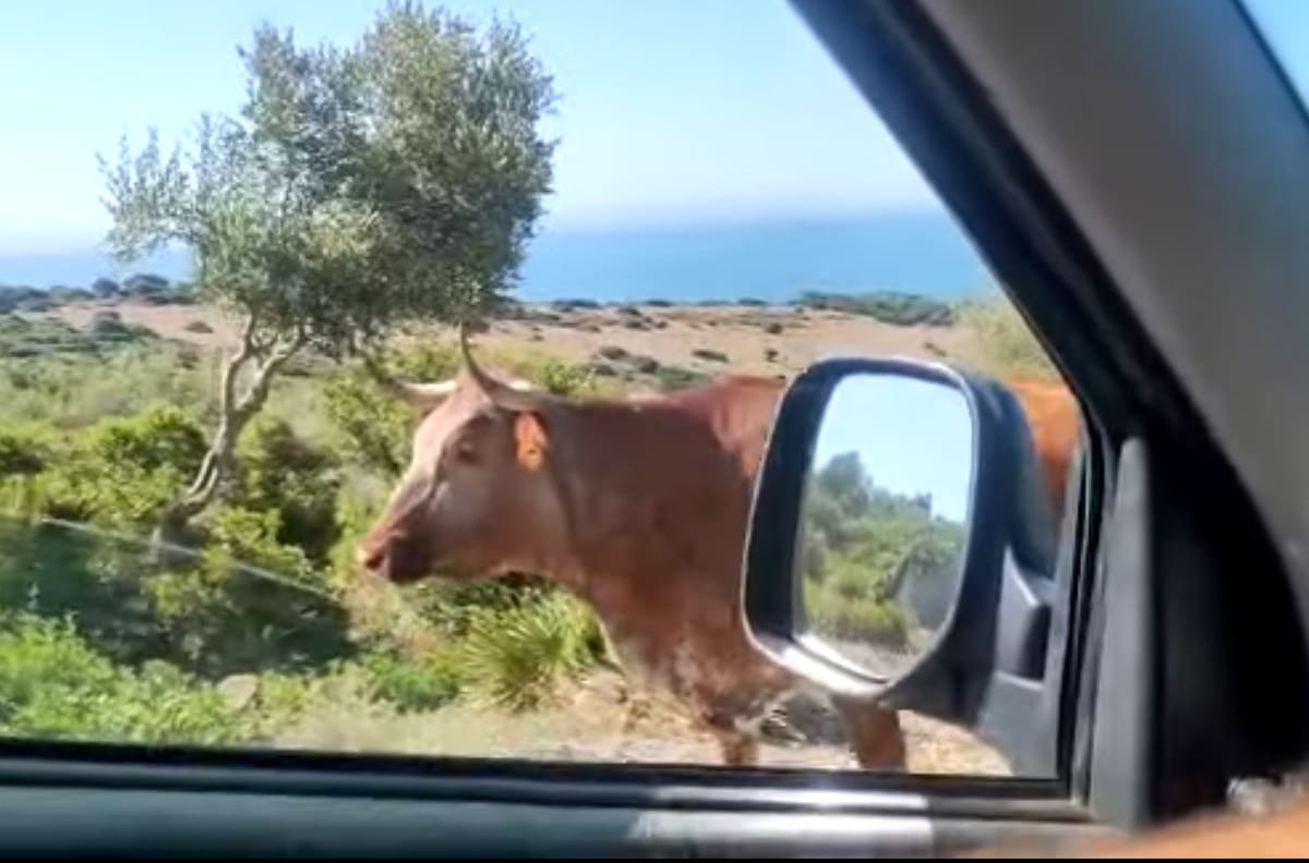 VIDEO | "Perdona ¿para Bolonia?": la particular vaca que indica el camino a un conductor en playa de España
