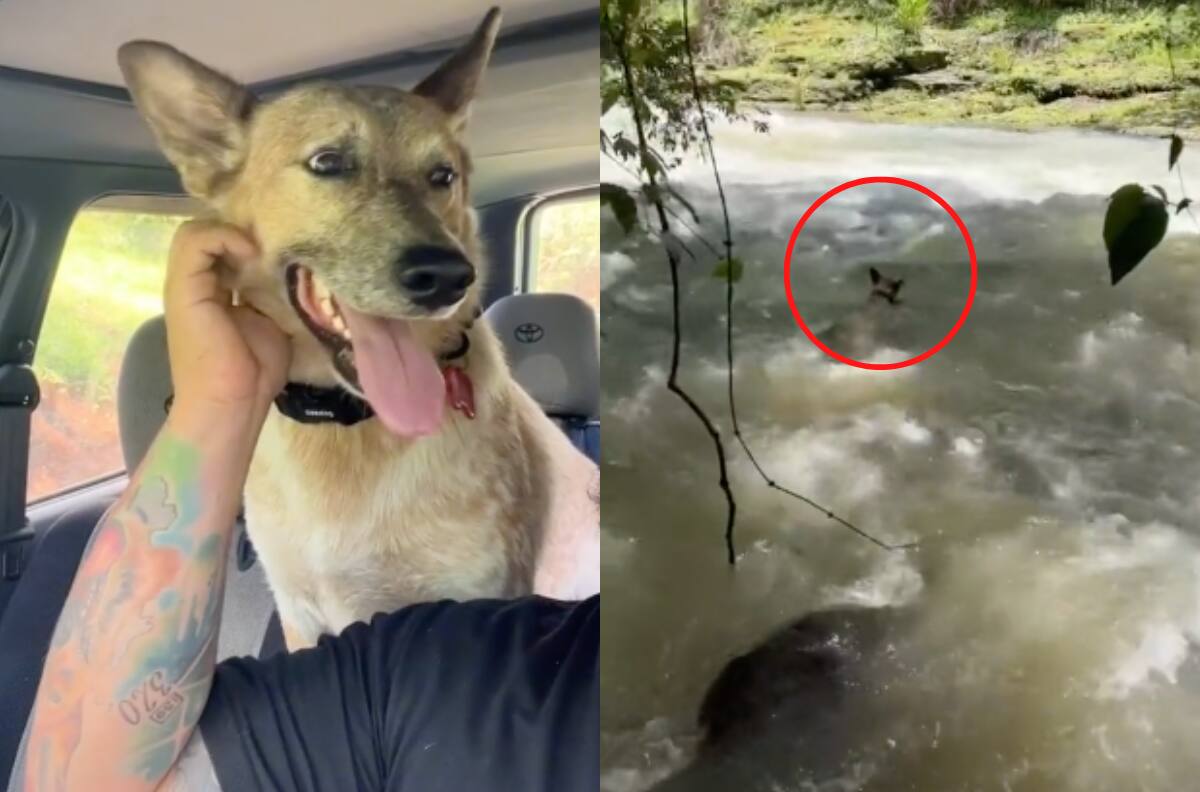 VIDEO | ¡Mira cómo logró salir!: Perrito entra a un río y es arrastrado por la fuerte corriente