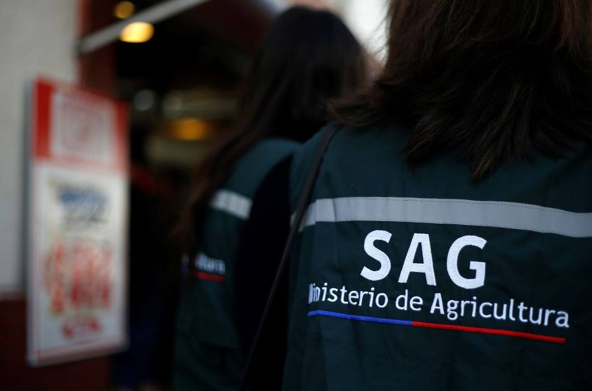 VIDEO | Funcionario del SAG entregó un zorro a jauría de perros para ser devorado en Villarrica