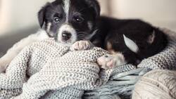 ¿A partir de cuántos grados es peligroso el frío para mi perro?