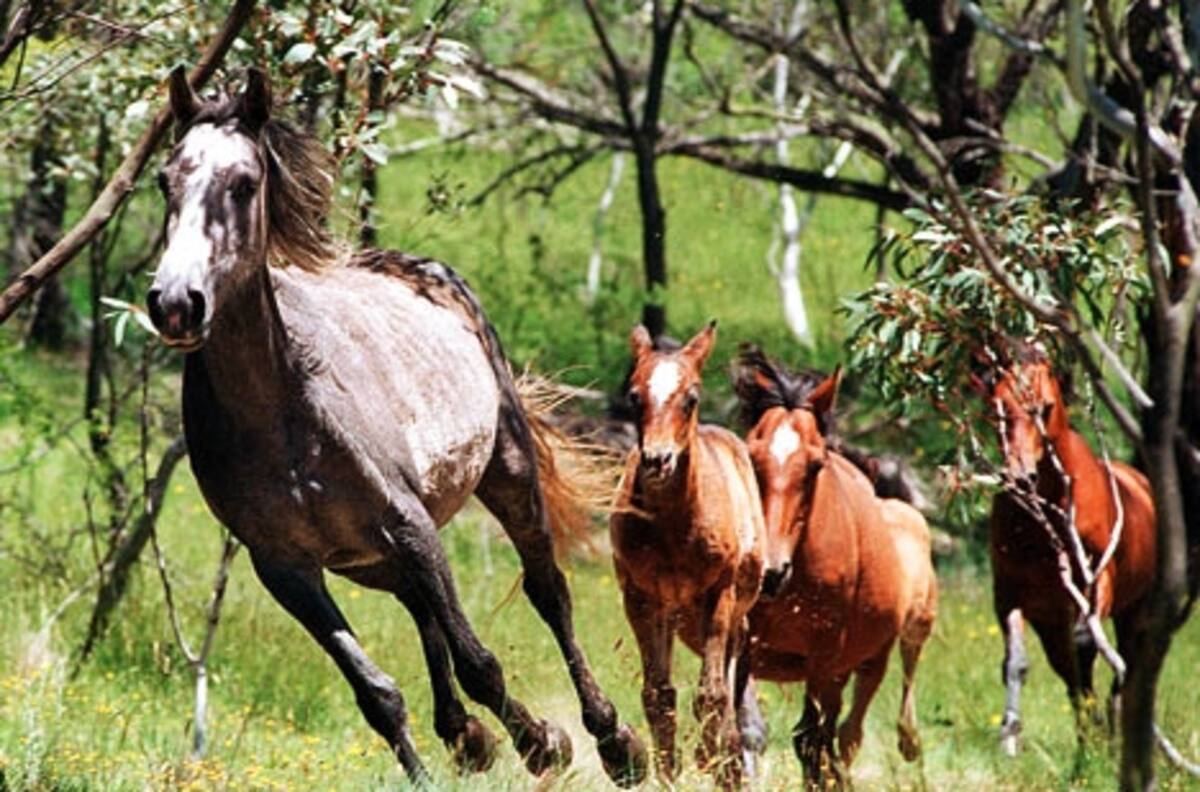 Por estas razones se sacrificarán más de 10 mil caballos salvajes en Australia