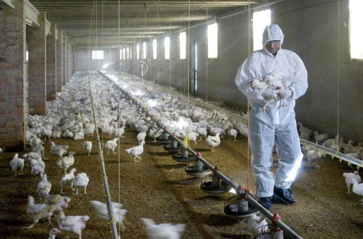 Lo que faltaba: autoridades rusas detectan los primeros siete casos de de gripe aviar H5N8 en seres humanos