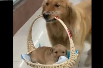 VIDEO | Una madre orgullosa: Perrita se vuelve viral por la forma en la que camina con su cachorro