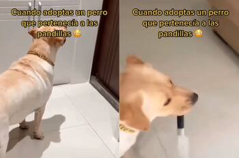 VIDEO | Está protegiendo su hogar: Perro agarra un cuchillo al sentir a alguien en la puerta de su casa