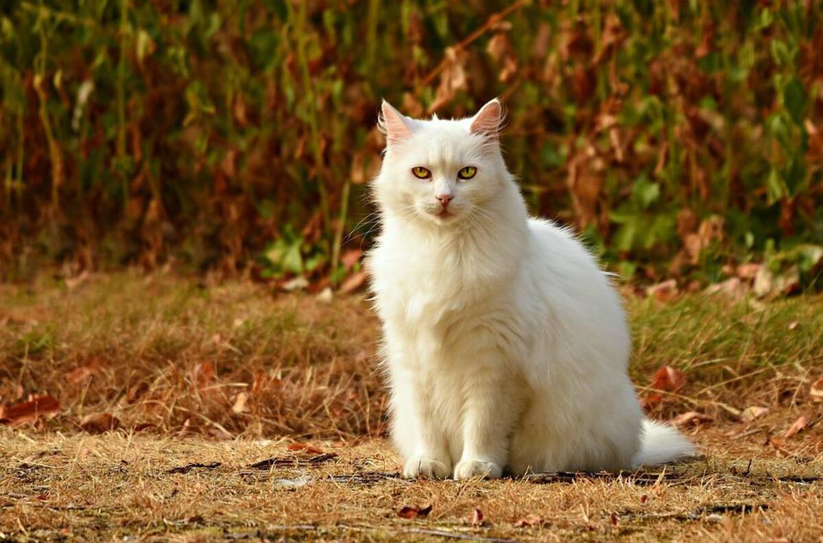 VIDEO | ¡Este gatito tiene futuro! Captan a felino haciéndole tierno masajes a humana
