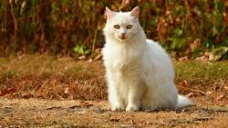 VIDEO | ¡Este gatito tiene futuro! Captan a felino haciéndole tierno masajes a humana