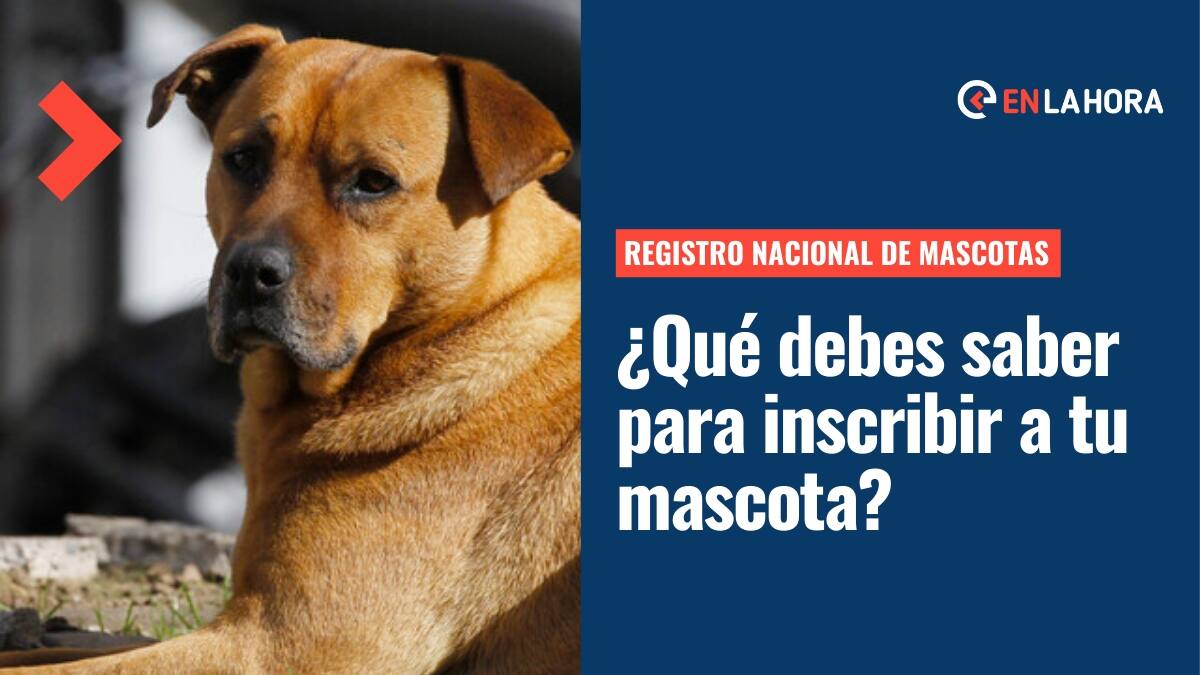 Registro Nacional de Mascotas: Conoce los beneficios y lo que debes saber para inscribir a la tuya
