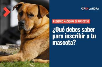 Registro Nacional de Mascotas: Conoce los beneficios y lo que debes saber para inscribir a la tuya