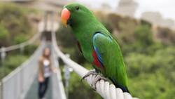 Parque Tricao: ¿Cómo llegar, cuál es el precio y horario de funcionamiento?