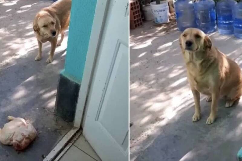Apareció con un pollo para regalárselo a su humana. Créditos: Captura de video.