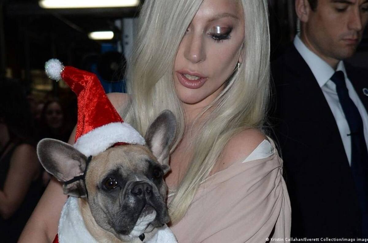 Un alivio para Lady Gaga: Arrestan por distintos delitos a presuntos ladrones de sus perritos bulldogs franceses