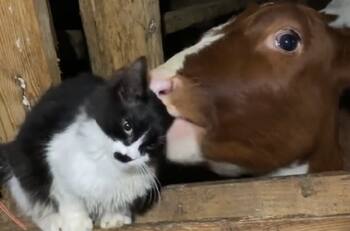 VIDEO | Viral: Vaca limpia a gato con su lengua y esta es la reacción del felino