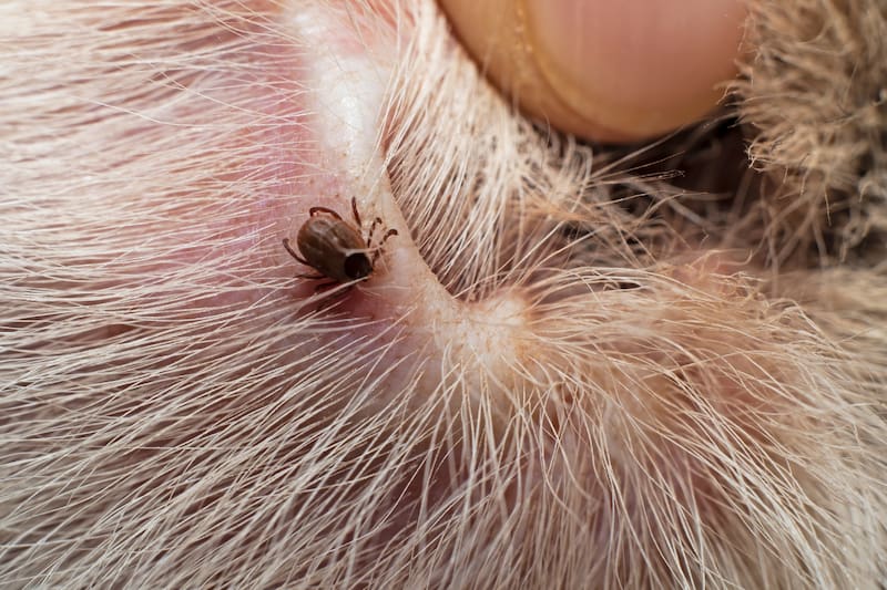 Revisa cuáles son las recomendaciones para eliminar estos insectos de tu hogar.