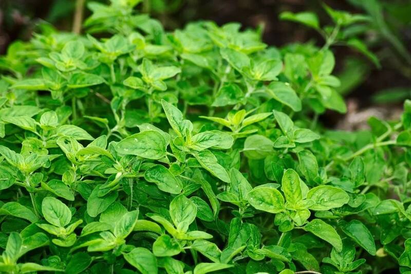 Esta popular hierba es eficaz para dolores articulares.