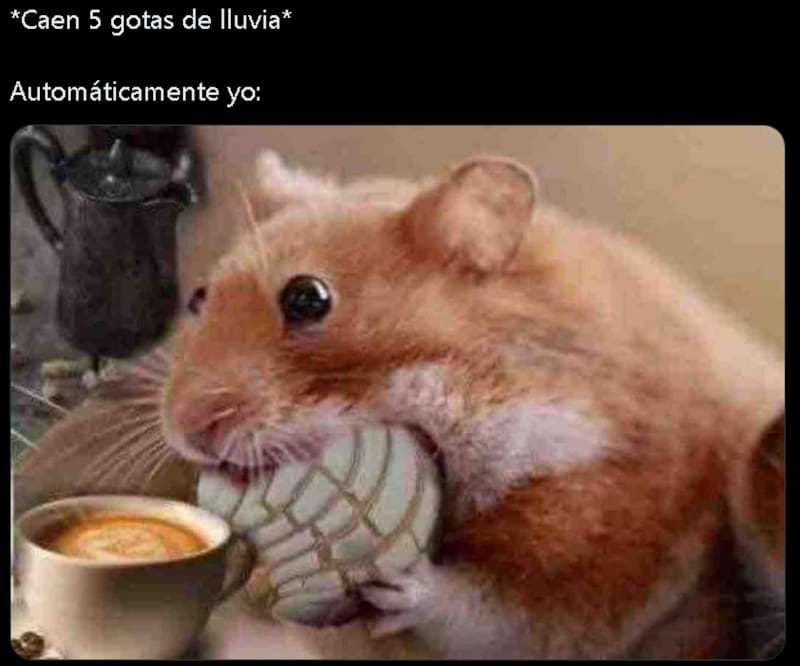 Memes para este día de lluvia.
