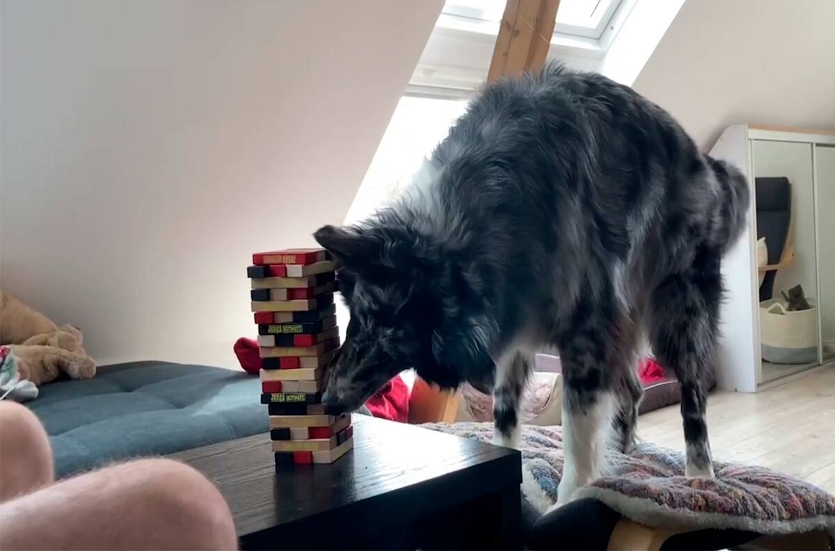 Joven alemán juega Jenga con su perro australiano y se hacen viral en Internet