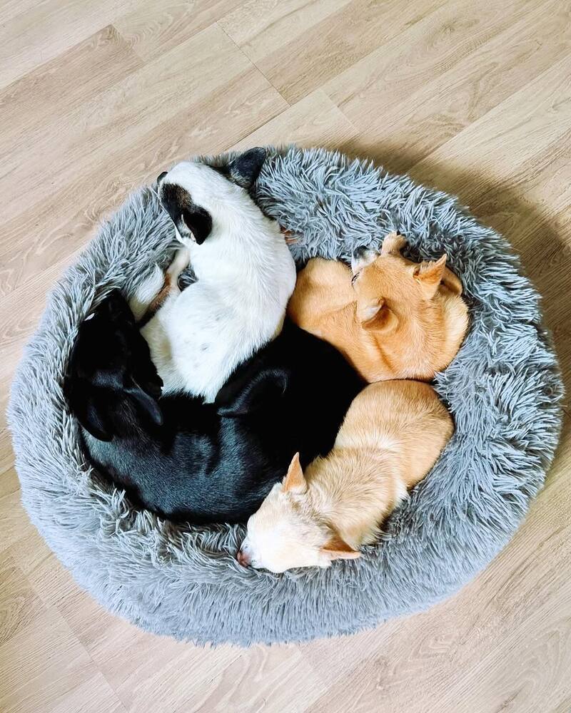 La chica reality tenía tres chihuahuas de 12 años y una perrita joven antes de la llegada de Cleo y Lulú.