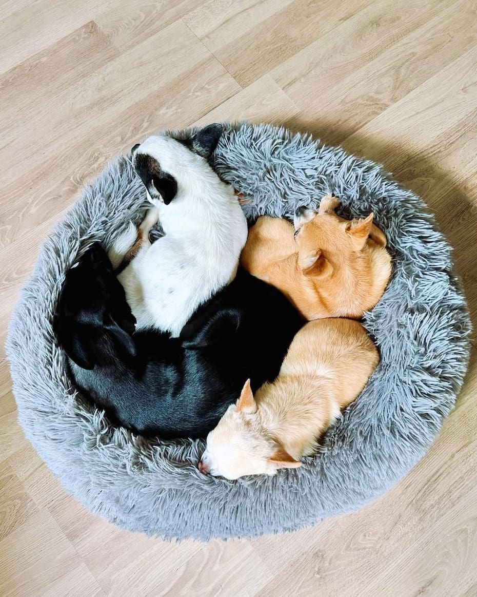 La chica reality tenía tres chihuahuas de 12 años y una perrita joven antes de la llegada de Cleo y Lulú.