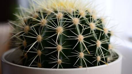 ¡Sácalas inmediatamente! La planta que causa “relaciones espinosas” según el Feng Shui