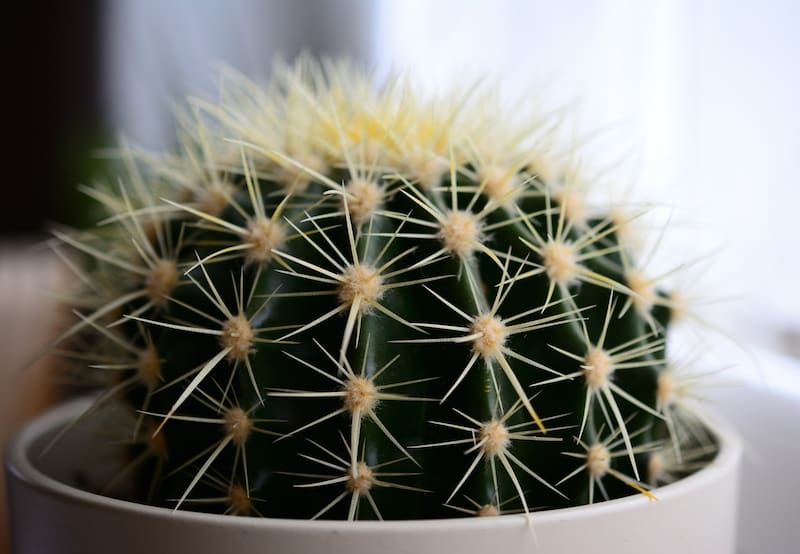 Según la técnica milenaria del FengShui, los cactus pueden interfetir en las relaciones si los mantienes el interior de casa ya que sus espinas y su excesiva energía "yang" son capaces de crear entornos poco acogedores y agresivos. Foto: Befunky