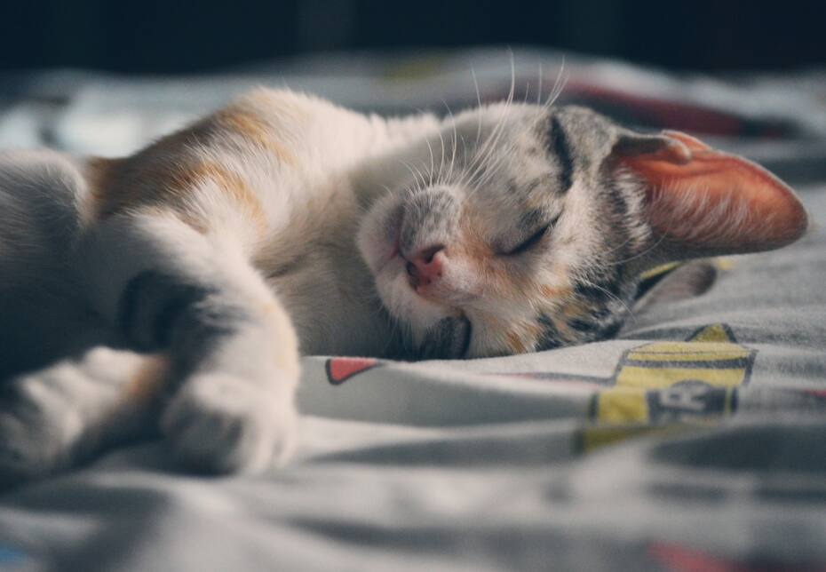 Los gatos duermen sobre las cabezas humanas por múltiples razones | Foto: Befunky