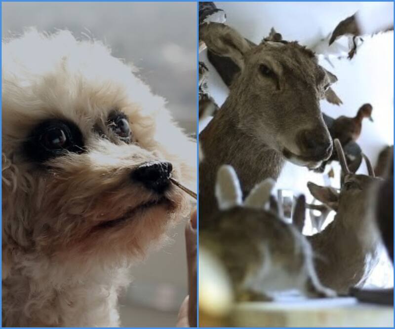 habla sobre la Taxidermia en Chile