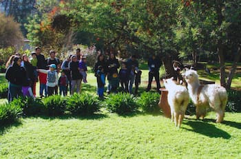 El oasis oculto a 20 minutos de Viña del Mar: campo, pavos reales y vino artesanal en plena Región de Valparaíso