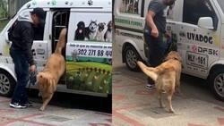 VIDEO | No se puede quedar: Perro se vuelve viral por pedir su lonchera al volver a casa