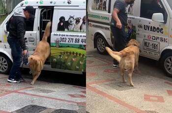 VIDEO | No se puede quedar: Perro se vuelve viral por pedir su lonchera al volver a casa