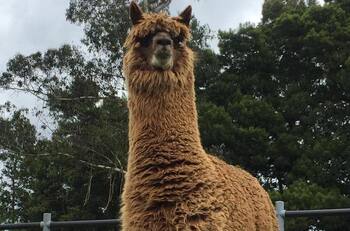 Alpacas contra el COVID-19: registran anticuerpos más fuertes del mundo ante nuevas variantes