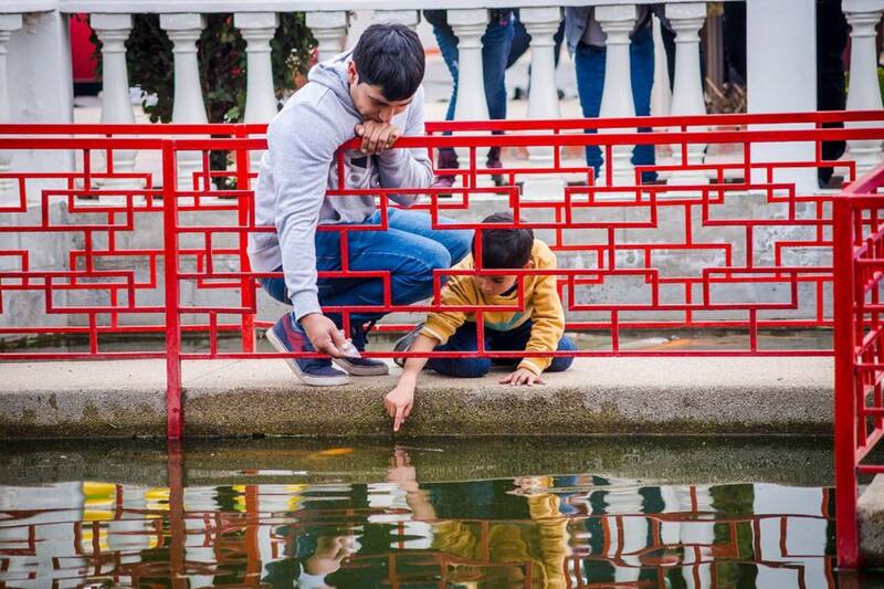 El parque cuenta con una impresionante laguna de peces koi.