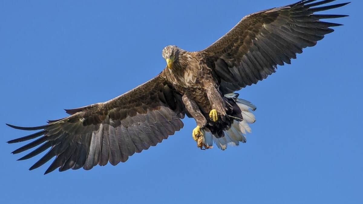 VIDEO | Águila herida entró a un auto en movimiento de youtuber y la rompió en la red