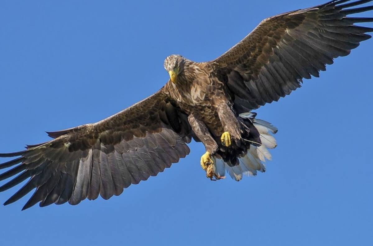 VIDEO | Águila herida entró a un auto en movimiento de youtuber y la rompió en la red