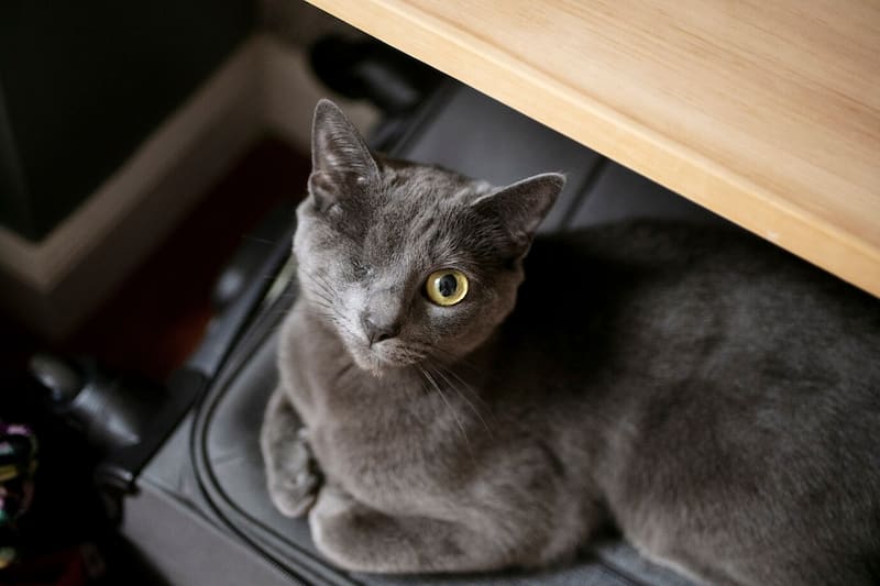 Para hacer válido el pasaje de tu mascota, deberás hablar con ellos para informarles.