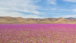 FOTOS | Desierto Florido se adelantó y así se ve en pleno invierno el Desierto de Atacama