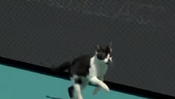 VIDEO | El gato también quería jugar: Insólito momento se vivió en el Masters 1000 de Miami