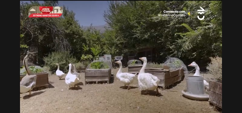 Los animales protagonizaron esta parte del programa.