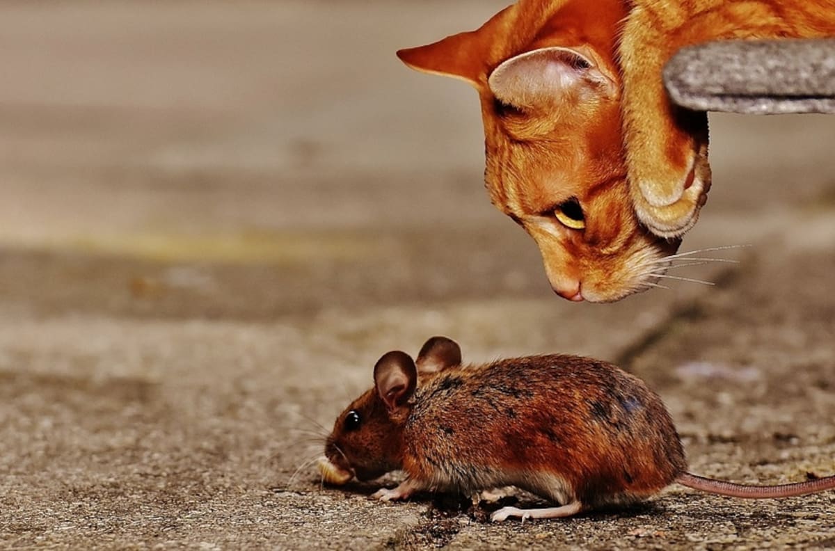 VIDEO | Como en Stuart Little: Mamá gato adopta un ratón como parte de sus hijos