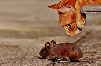 VIDEO | Como en Stuart Little: Mamá gato adopta un ratón como parte de sus hijos