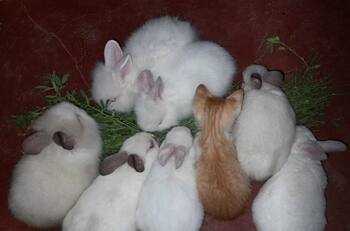 VIDEO | ¿Comerá otras verduras? Gatito fue criado por una familia de conejos y les roba su lechuga